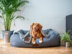 Best Dog Toys And Accesso...